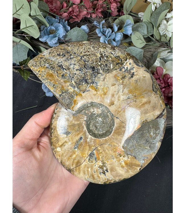 Whole Ammonite #26, 1268gr