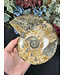 Whole Ammonite #26, 1268gr