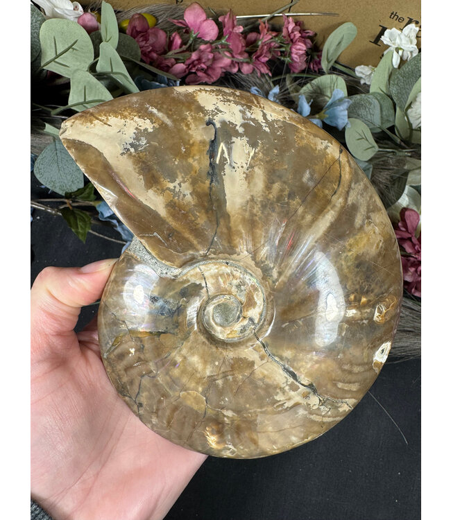 Whole Ammonite #27, 1102gr