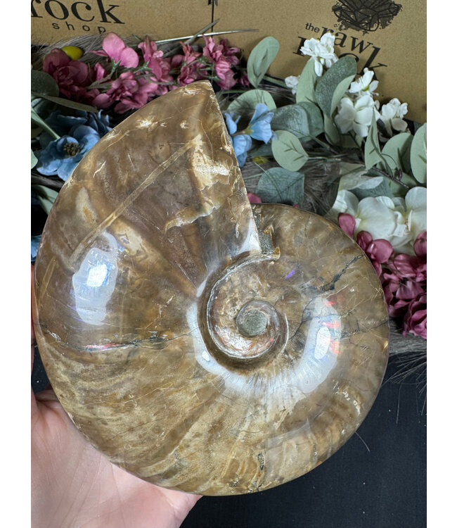 Whole Ammonite #27, 1102gr