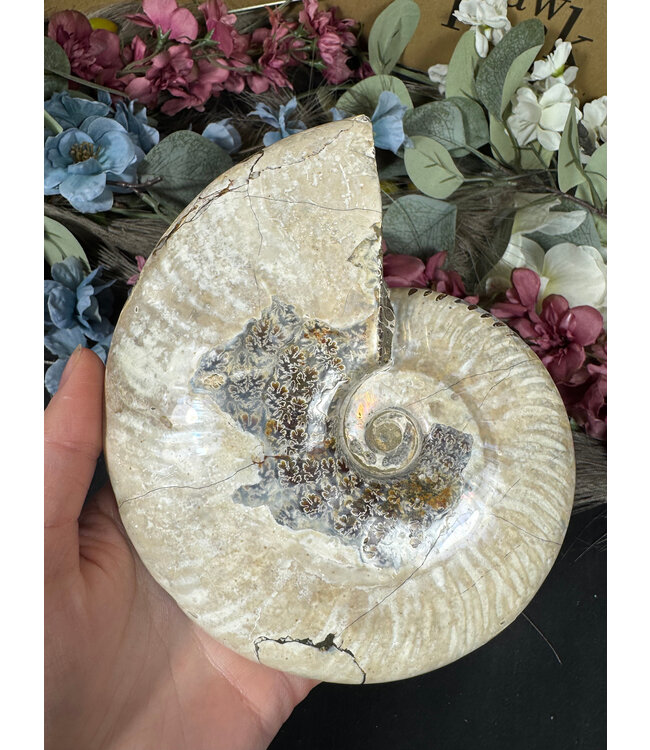 Whole Ammonite #28, 884gr
