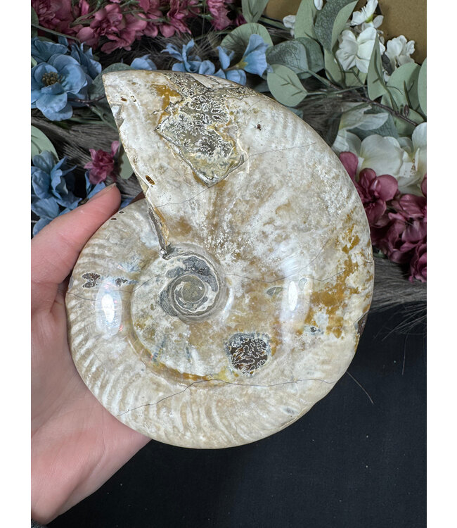 Whole Ammonite #28, 884gr