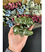 Green Jade Elephant Carving