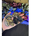 Fluorescent Agate Palm No Glow, Size XX-Small [25-49gr]