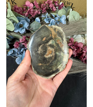 Petrified Wood Slice #5, 170gr