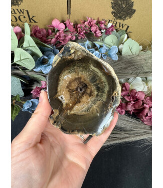 Petrified Wood Slice #7, 252gr