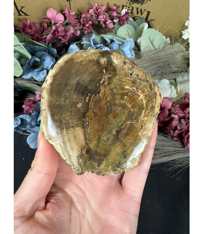 Petrified Wood Slice #12, 194gr