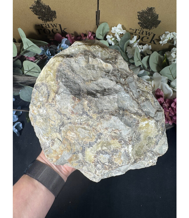 Rough Septarian #2, 5458gr