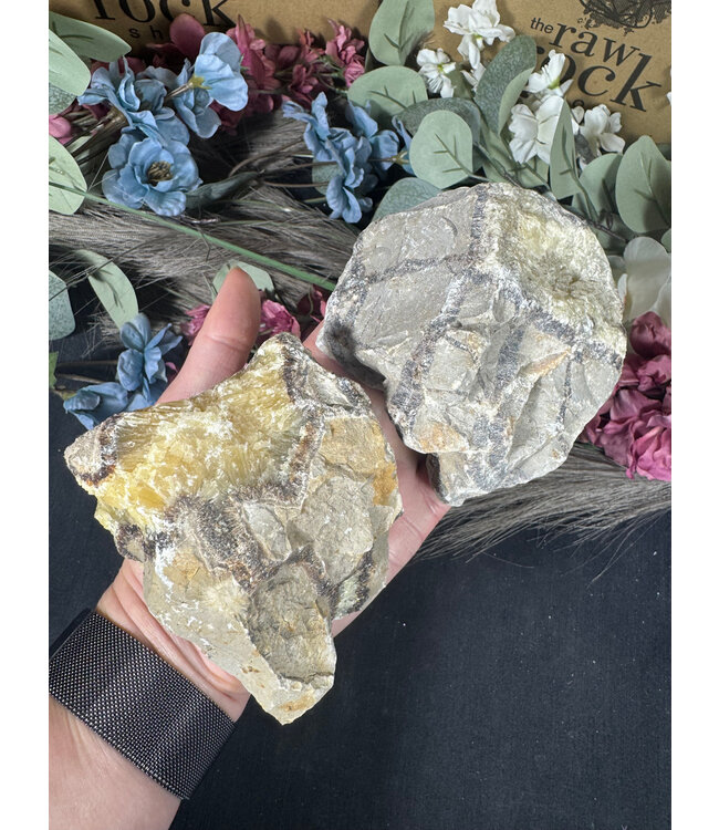 Rough Septarian Size 6 [500-599gr]