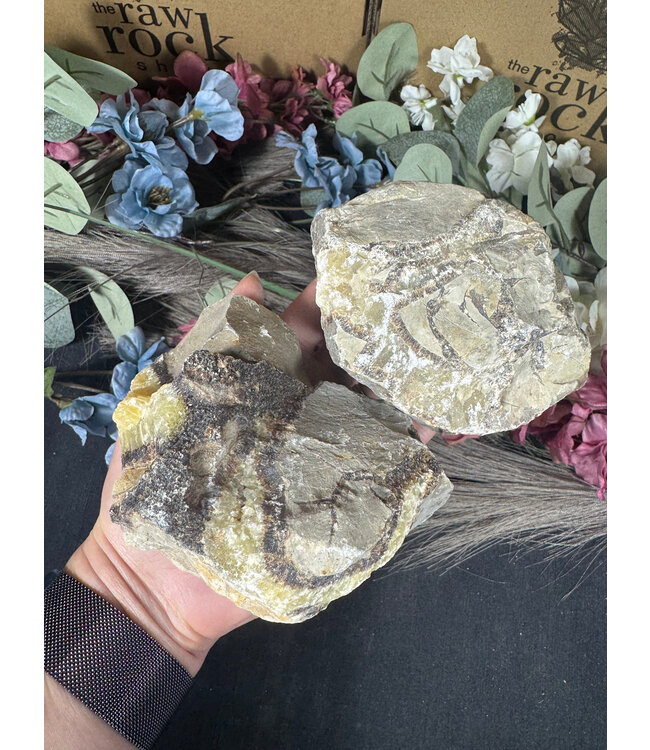 Rough Septarian Size 7 [600-699gr]