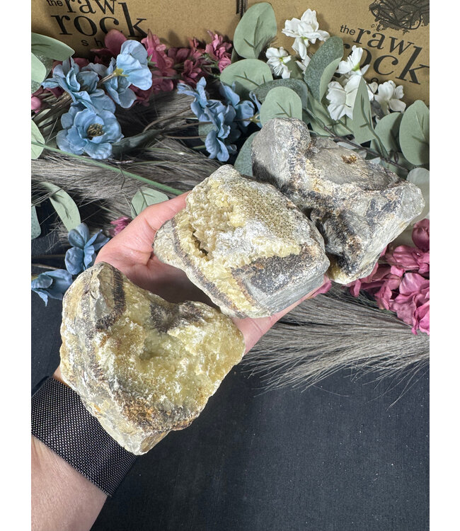 Rough Septarian Size 4 [300-399gr]