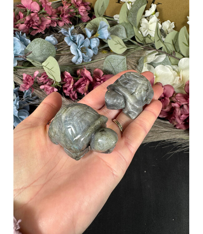 2" Turtle Carving, 11 Types