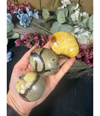 Septarian Palm Stone, Size Large [125-149gr]