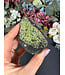 Raw Peridot with Olivine on Matrix #16, 244gr