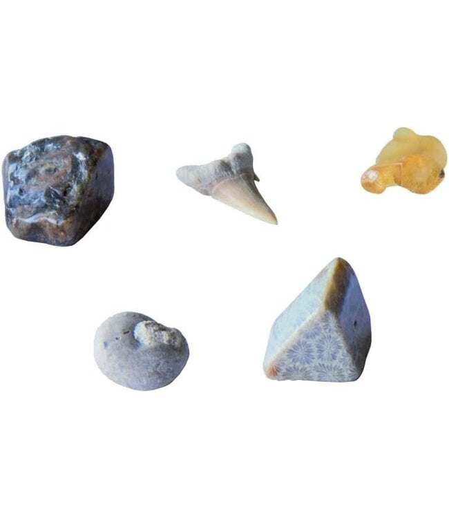 I DIG IT! Real Fossils Kit