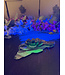 Fluorescent Agate Flower #1, 306.03gr