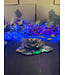 Fluorescent Agate Flower #3, 331.19gr