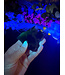 Fluorescent Agate Freeform #87, 90.67gr
