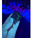Fluorescent Agate Freeform #42, 72.91gr