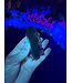Fluorescent Agate Freeform #41, 83.58gr