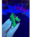 Fluorescent Agate Freeform #36, 95.92gr