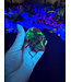 Fluorescent Agate Freeform #28, 150.41gr