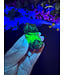 Fluorescent Agate Freeform #26, 82.85gr