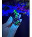 Fluorescent Agate Freeform #24, 111.18gr