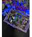 Fluorescent Agate Freeform Bulk Lot #6, 1000gr