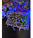 Fluorescent Agate Freeform Bulk Lot #2, 1000gr
