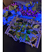Fluorescent Agate Freeform Bulk Lot #1, 1006gr