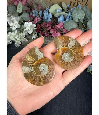 Ammonite Pair #54, 52.39gr