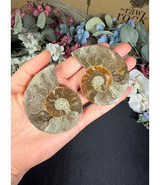 Ammonite Pair #55, 79.5gr