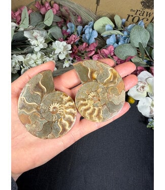 Ammonite Pair #58, 89.35gr
