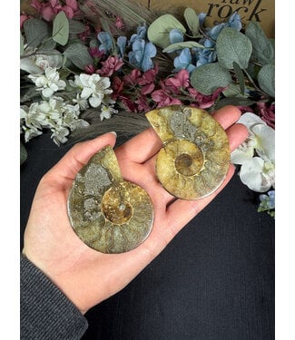 Ammonite Pair #59, 75.3gr