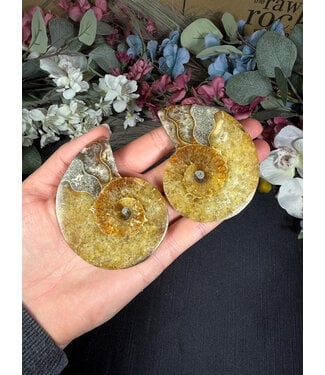 Ammonite Pair #61, 94.5gr