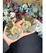 Ammonite Pair #64, 204.15gr