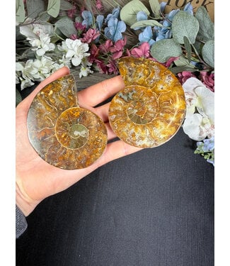 Ammonite Pair #66, 156.35gr