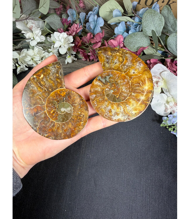 Ammonite Pair #66, 156.35gr