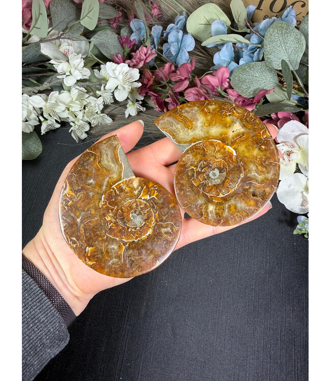 Ammonite Pair #65, 200.37gr