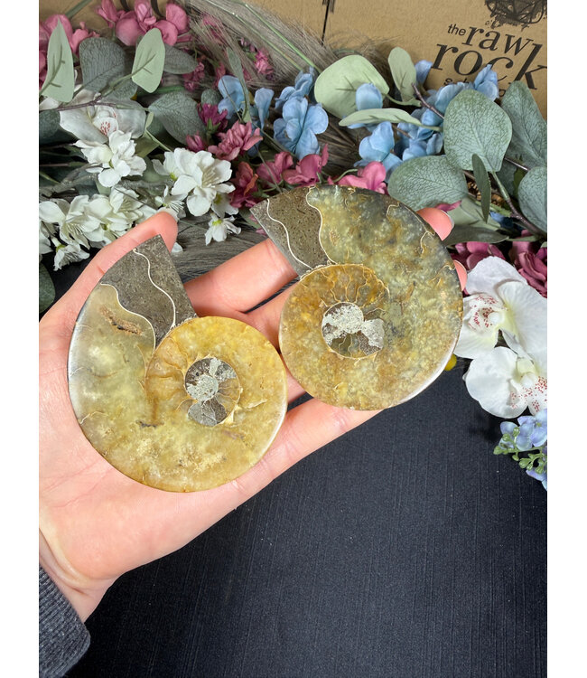 Ammonite Pair #62, 138.73gr