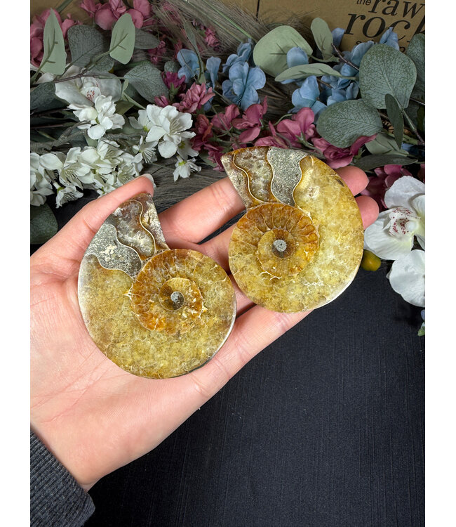 Ammonite Pair #61, 94.5gr