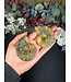 Ammonite Pair #59, 75.3gr