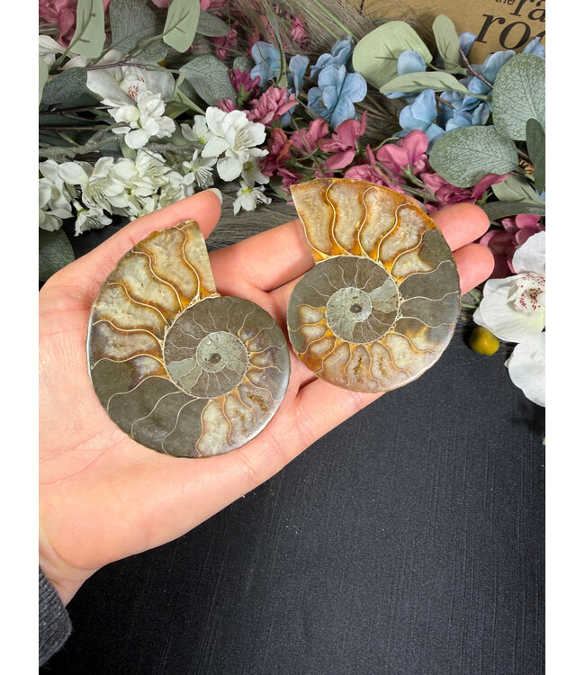 Ammonite Pair #57, 104.17gr