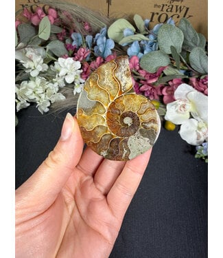 Ammonite Half #6, 33.43gr