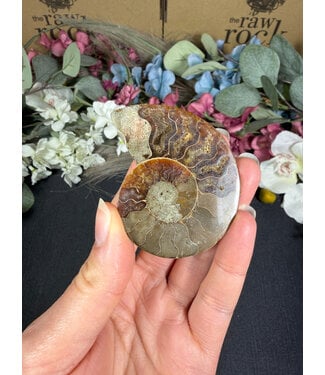 Ammonite Half #7, 28.92gr