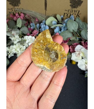 Ammonite Half #4, 13.32gr