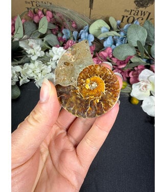 Ammonite Half #5, 26.62gr