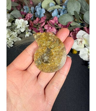 Ammonite Half #3, 18.38gr