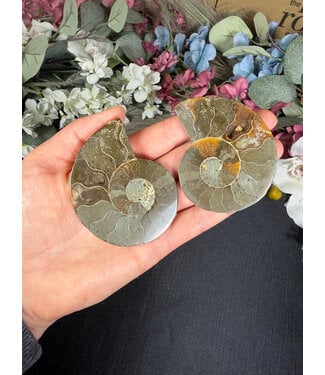 Ammonite Pair #56, 91.22gr